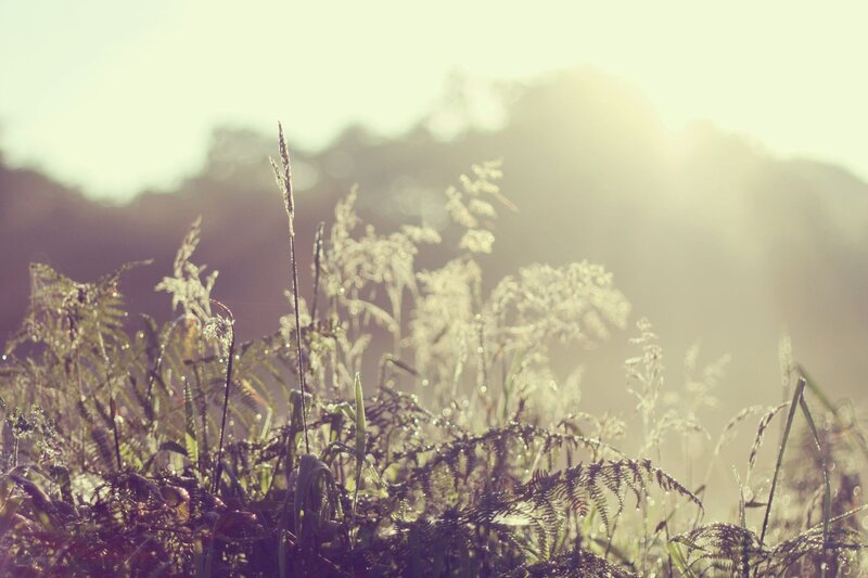 Sunlight on dewy grass