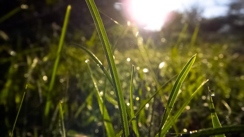 Sunlight on dewy grass