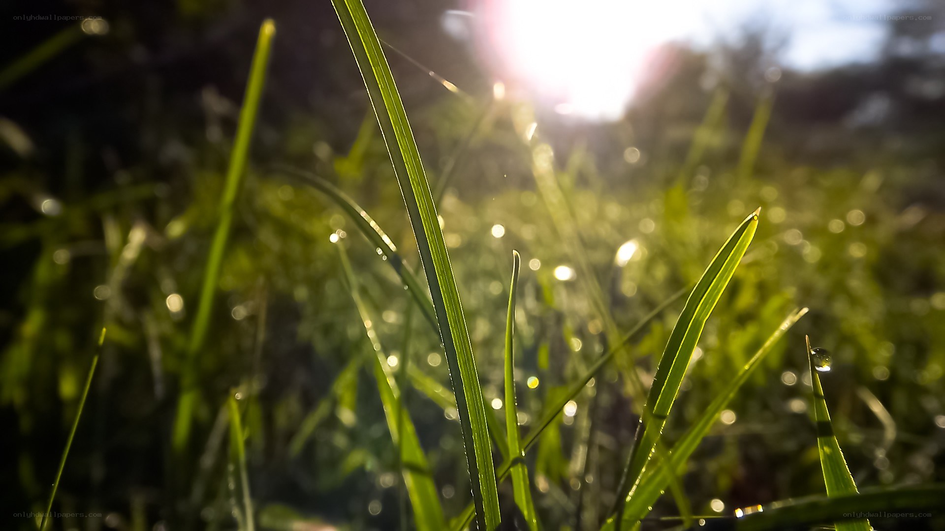 Sunlight on dewy grass