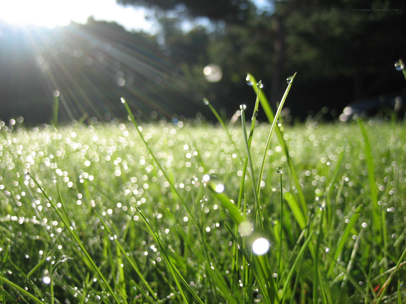 Sunlight on dewy grass