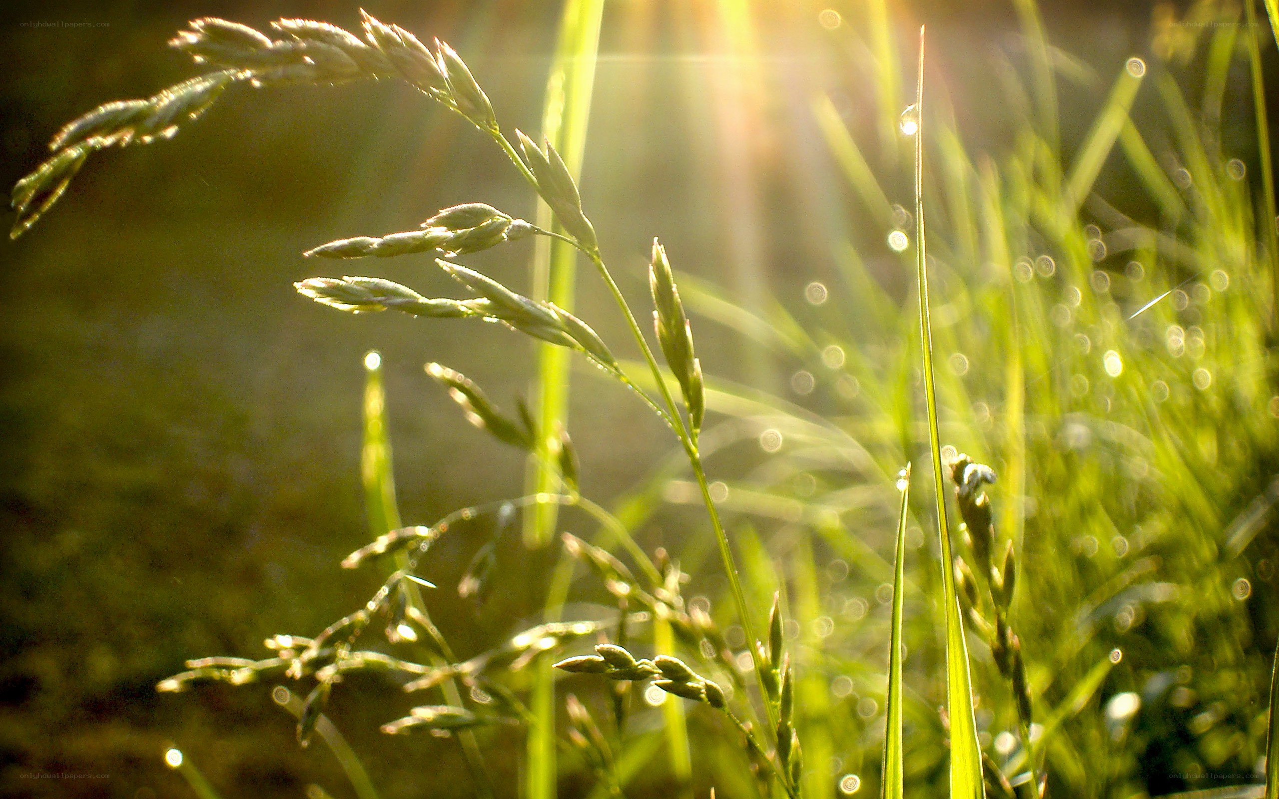 Sunlight on dewy grass