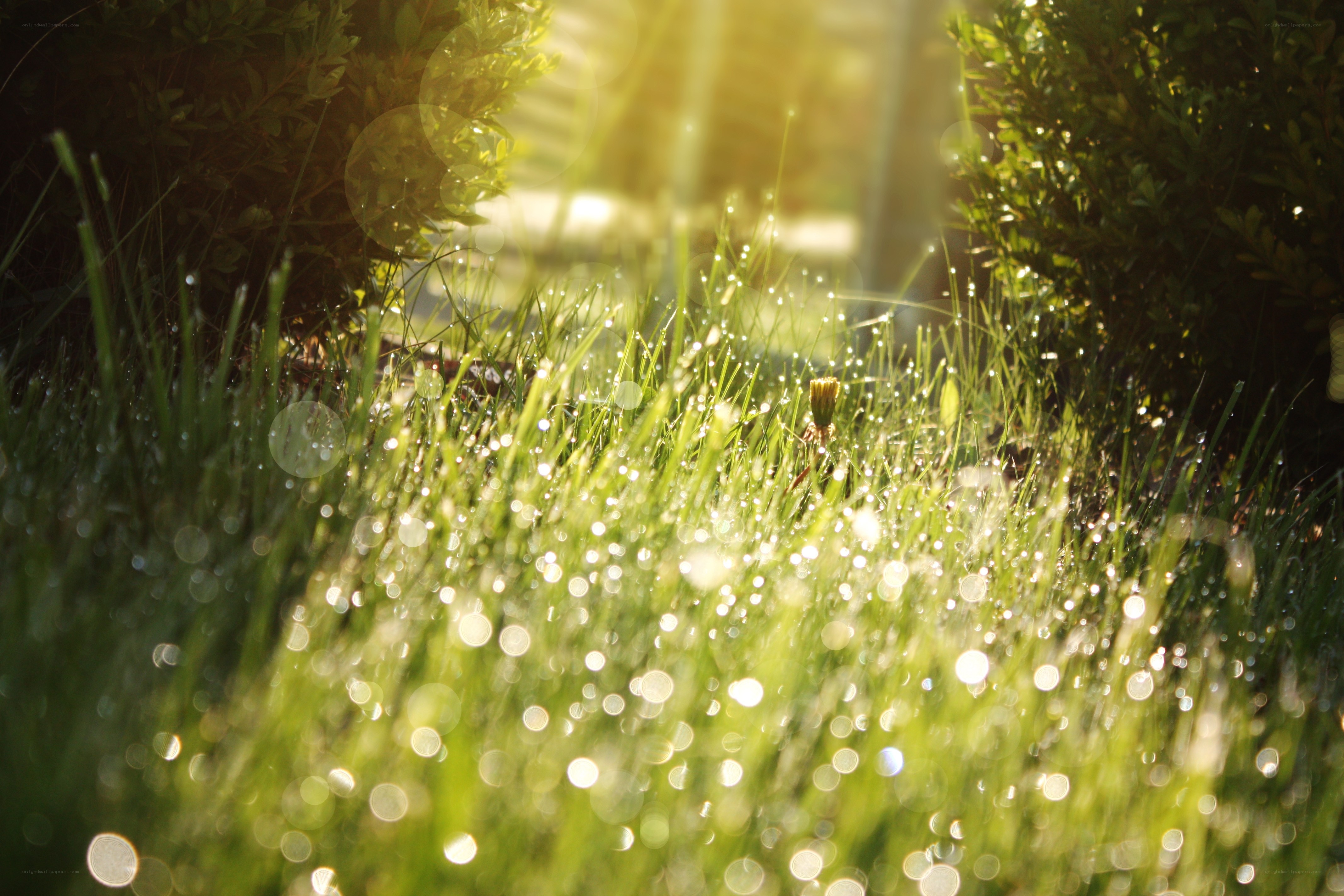 Sunlight on dewy grass