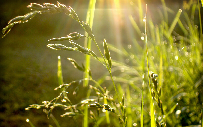 Sunlight on dewy grass