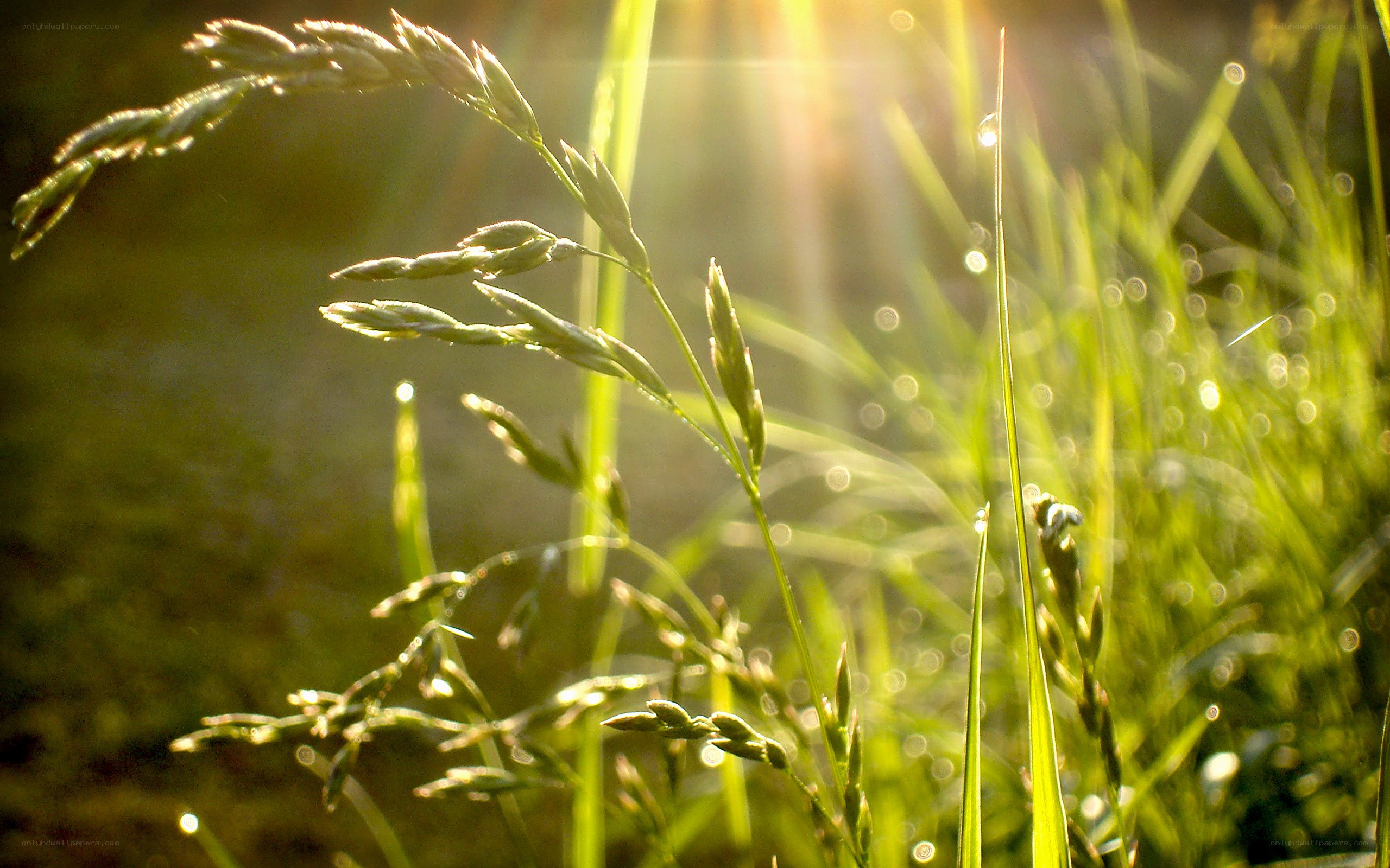 Sunlight on dewy grass