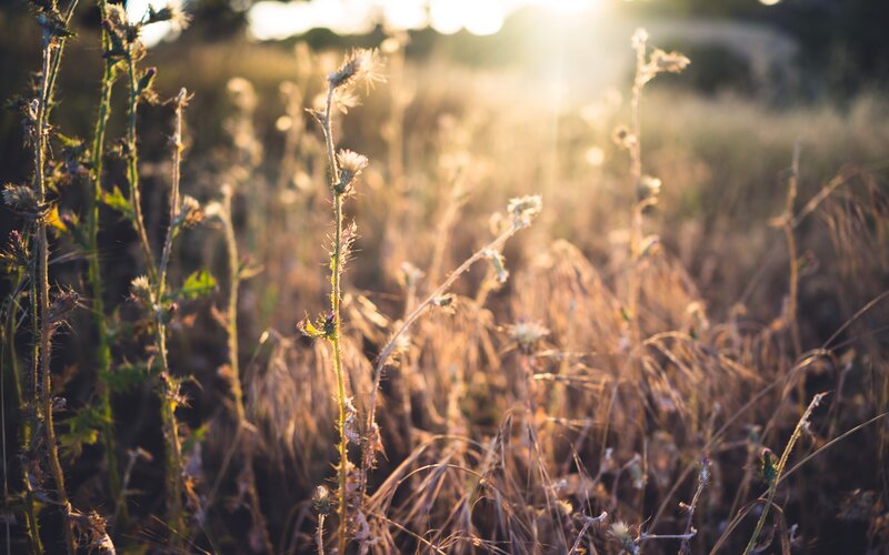Sunlight on dry thistles