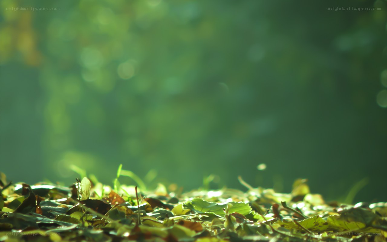 Sunlight on forest floor