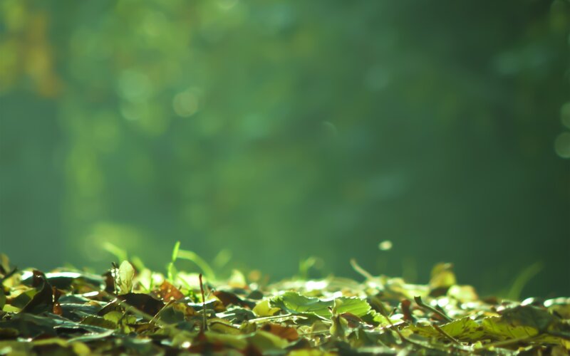 Sunlight on forest floor
