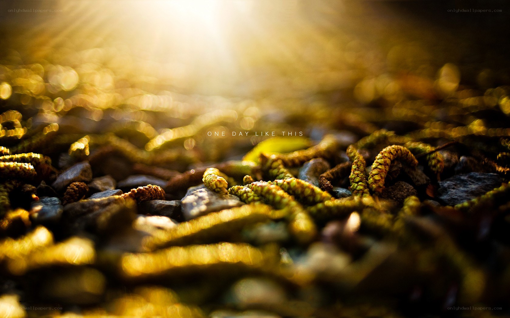 Sunlight on forest floor