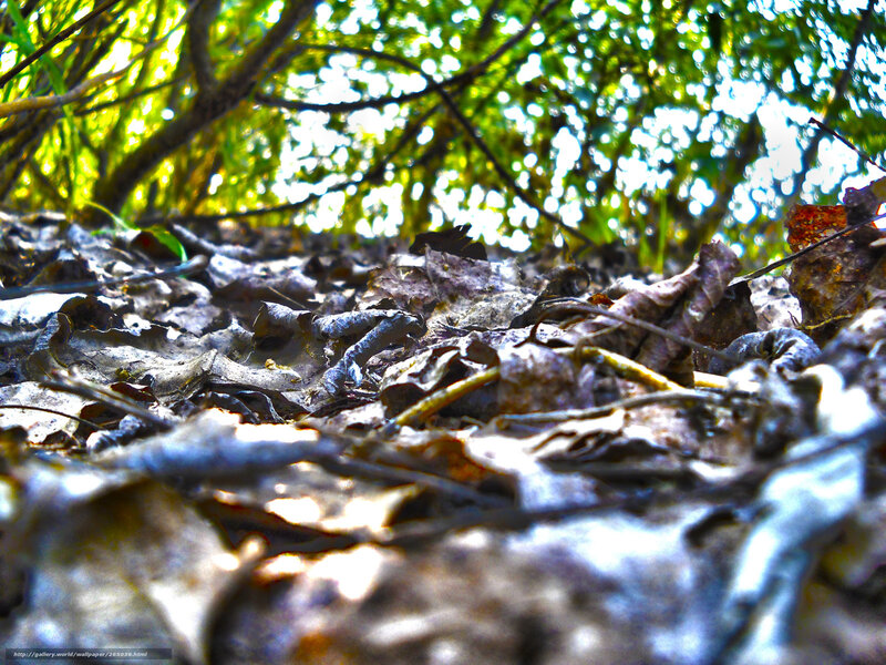 Sunlight on forest floor