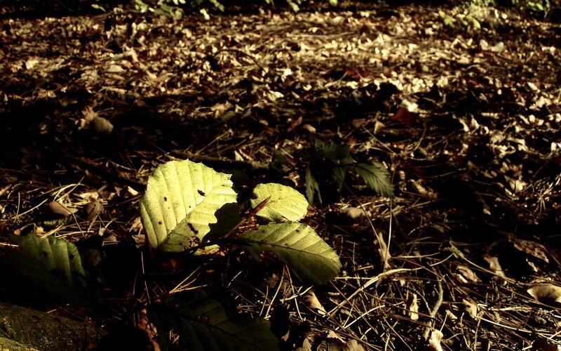 Sunlight on forest leaves