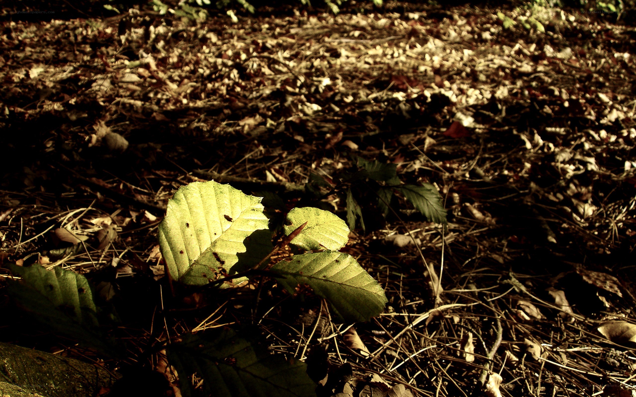 Sunlight on forest leaves