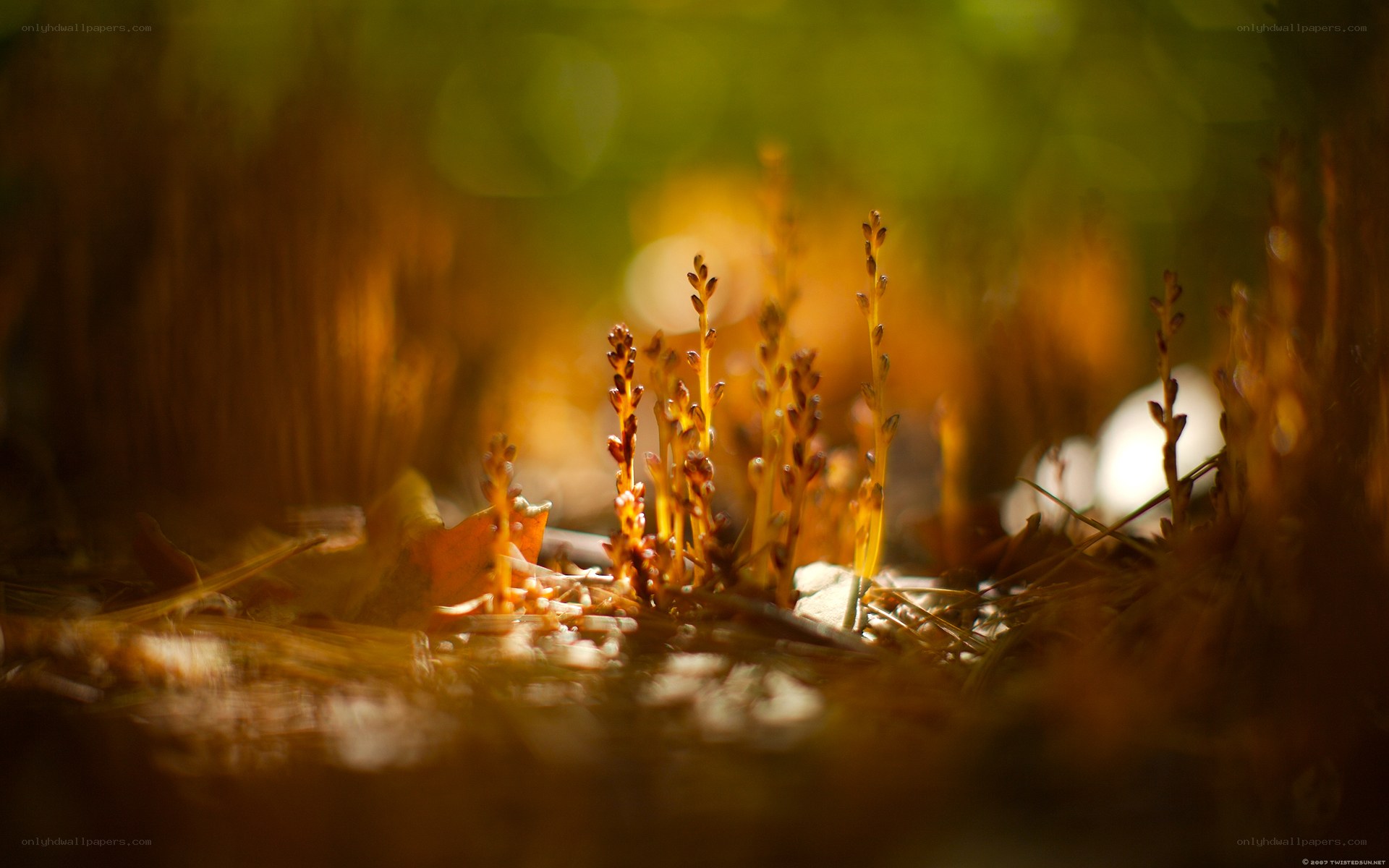 Sunlight on forest plants