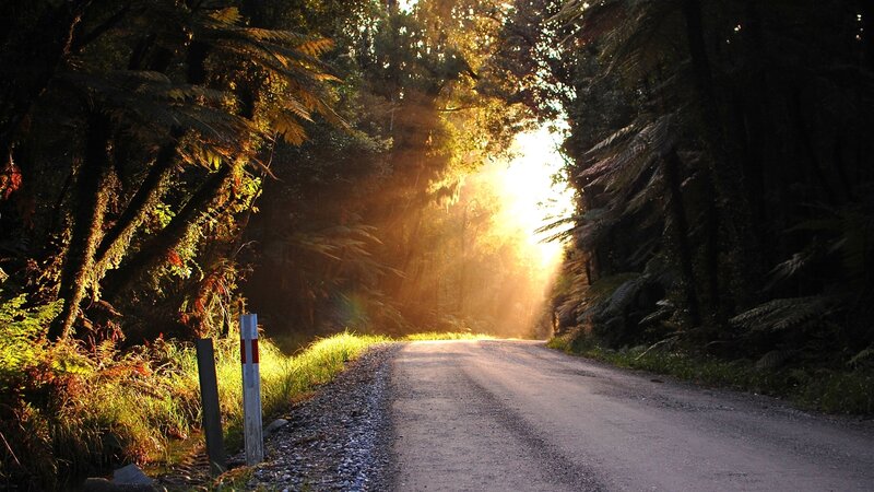 Sunlight on Forest Road — Green