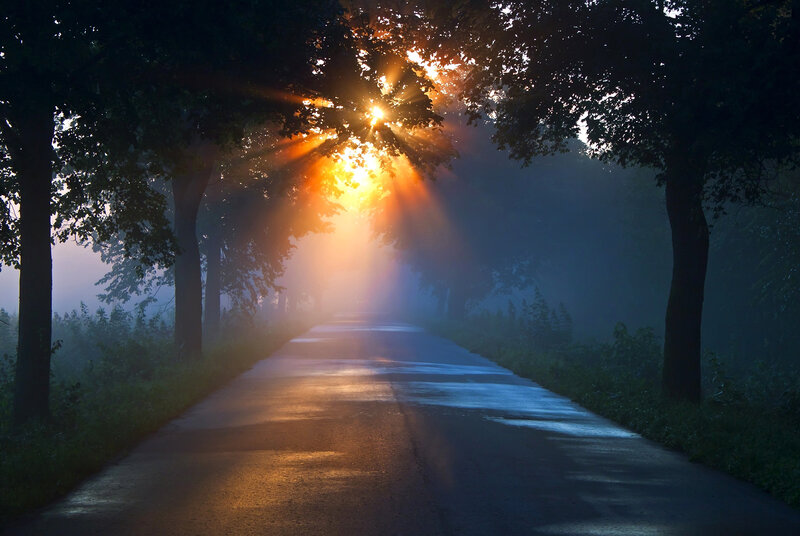 Sunlight on Forest Road