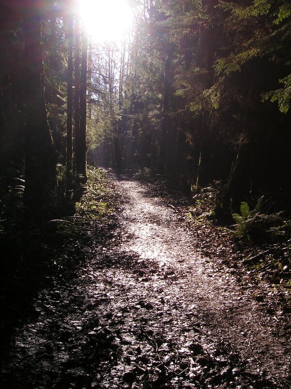 Sunlight on forest trail