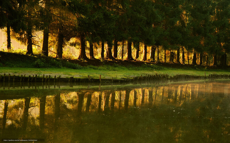 Sunlight on forest trees