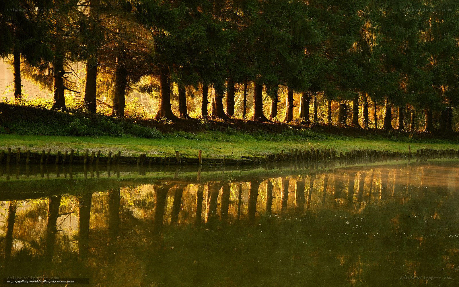 Sunlight on forest trees