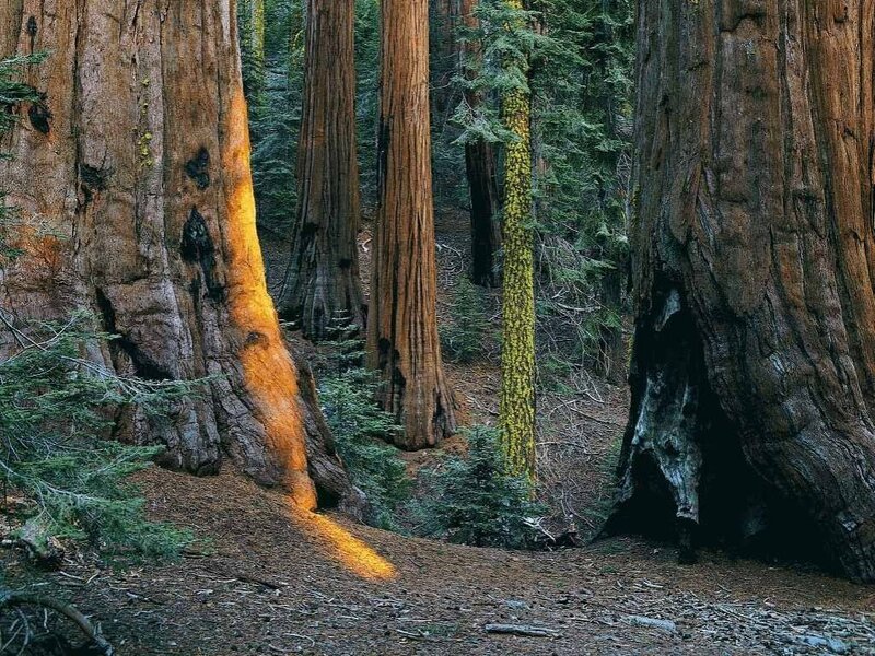 Sunlight on giant sequoias