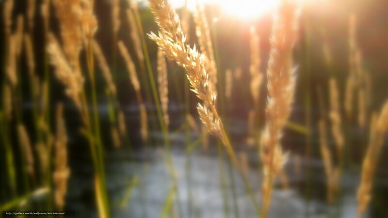 Sunlight on golden grass