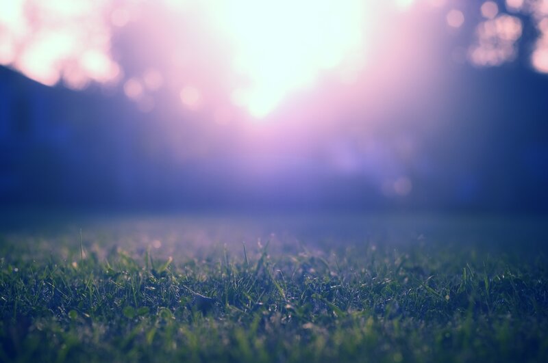 sunlight on grass at dawn