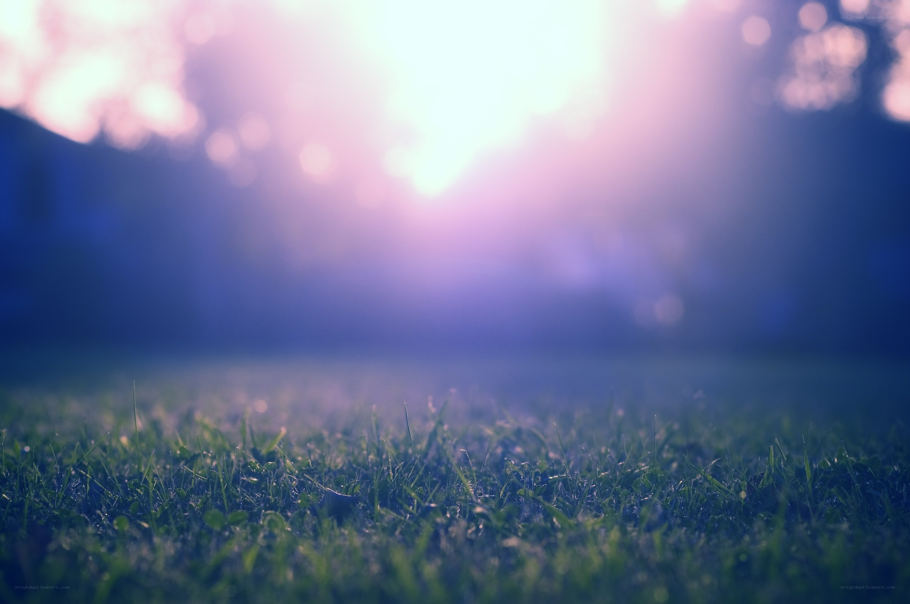 sunlight on grass at dawn