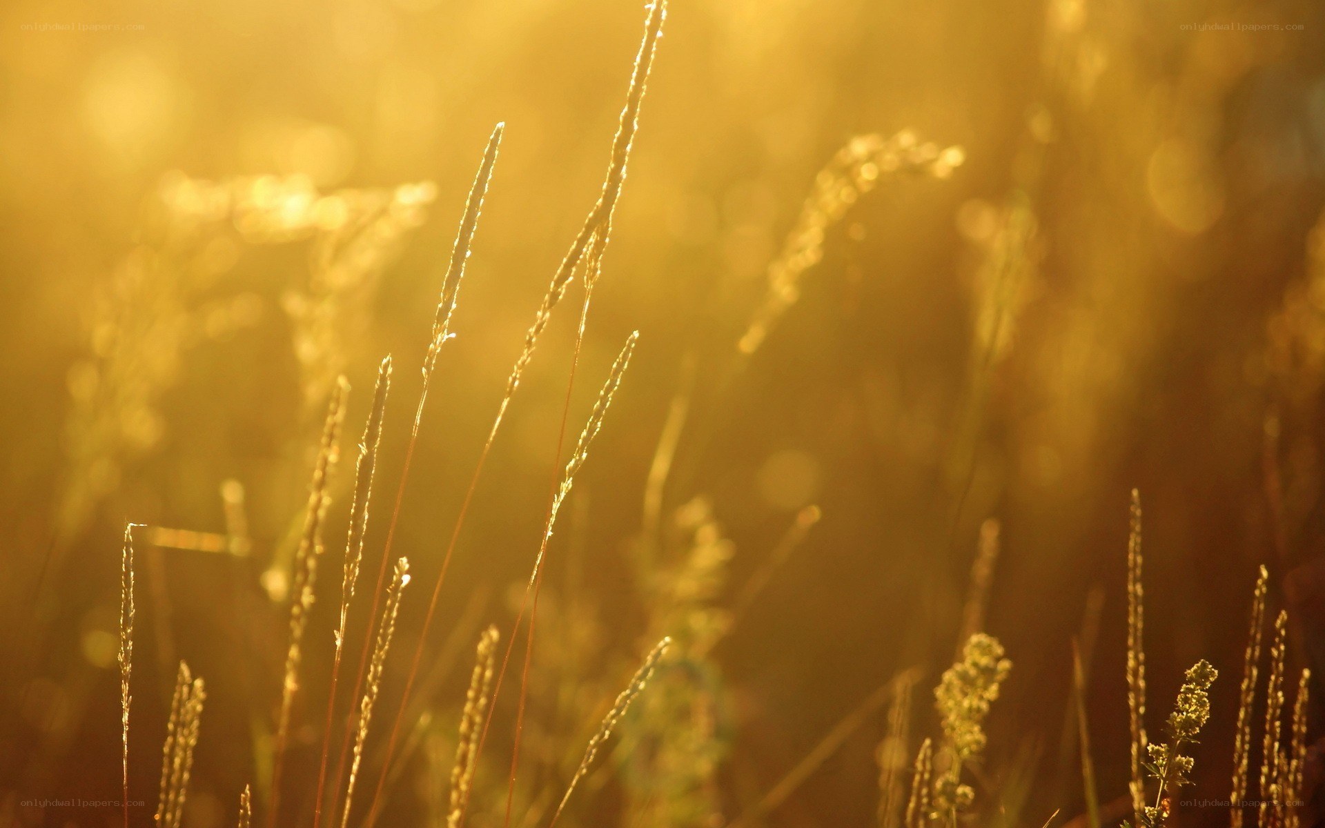 Sunlight on grass stems