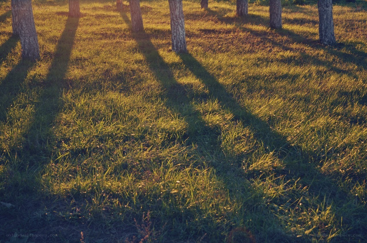 Sunlight on grassy forest floor