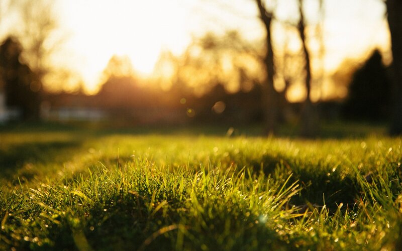 Sunlight on green grass
