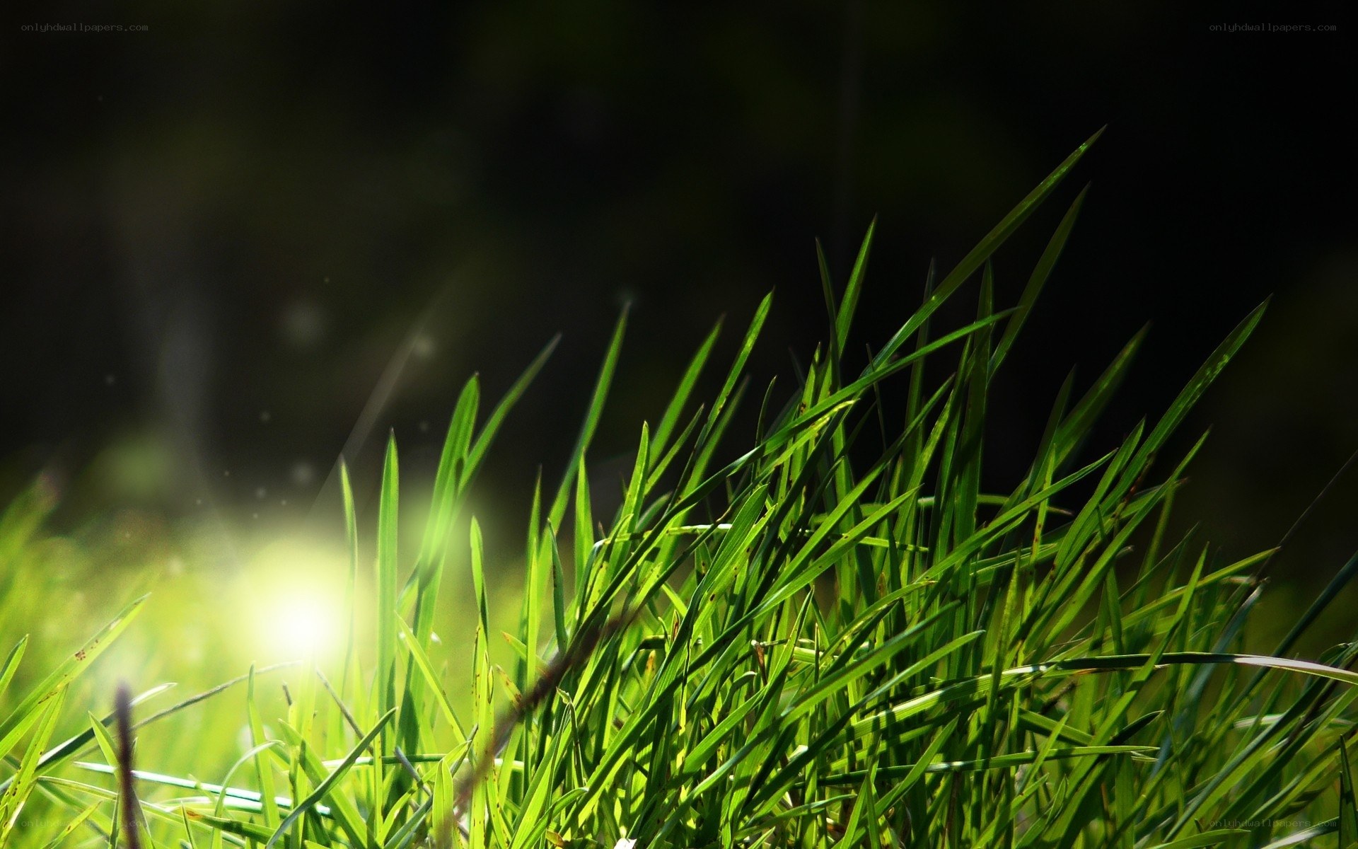 Sunlight on green grass