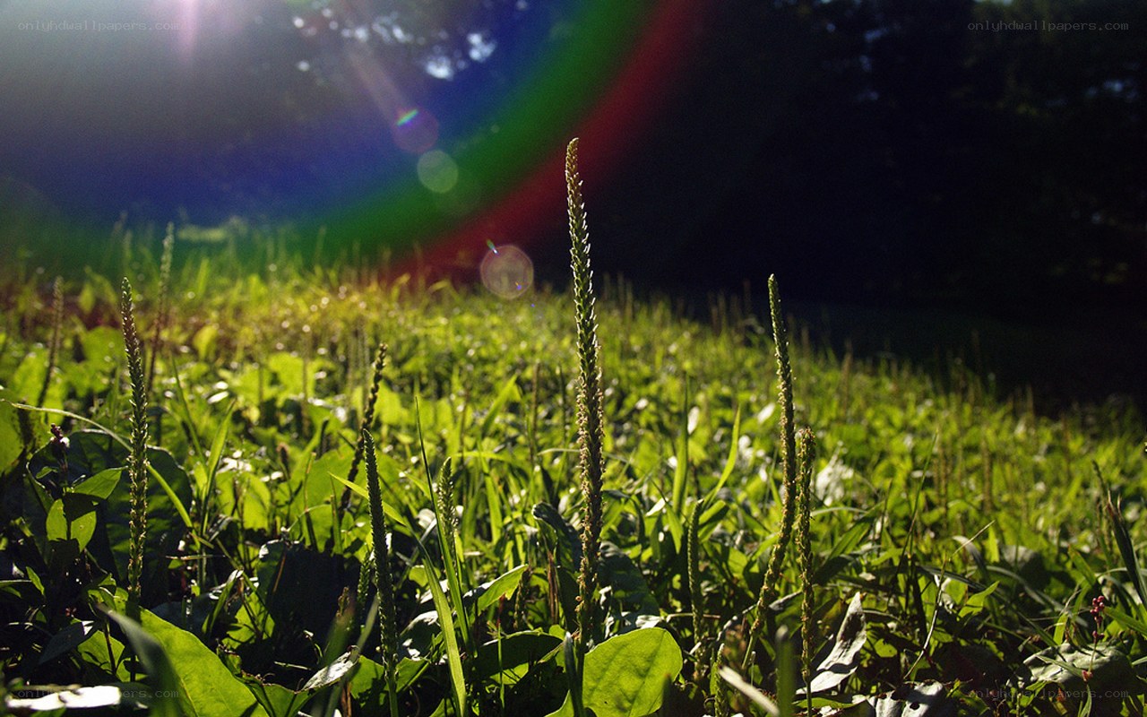 Sunlight on green grass