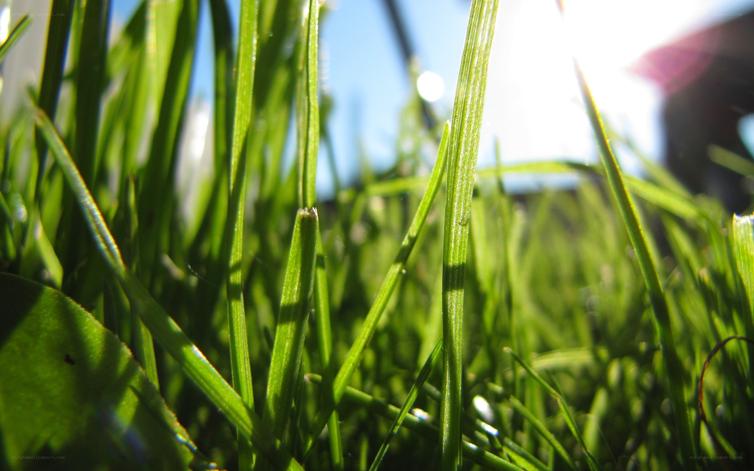 sunlight on green grass