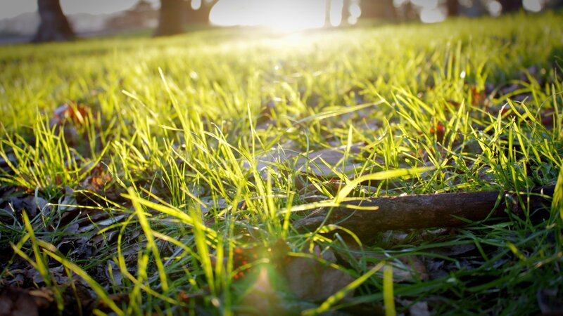 sunlight on green grass