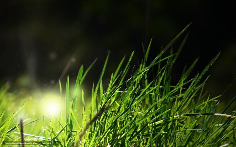 Sunlight on green grass