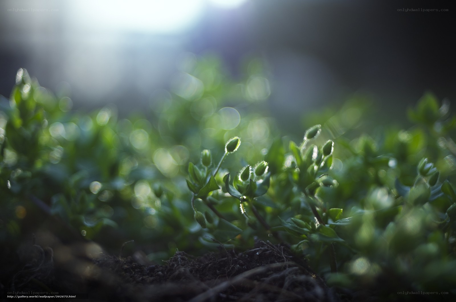 Sunlight on Green Seedlings