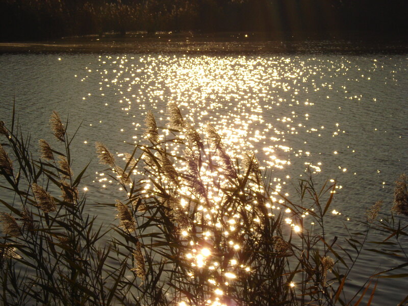 Sunlight on Lake Surface