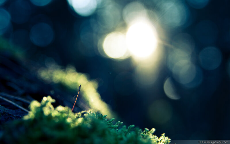 Sunlight on moss in forest