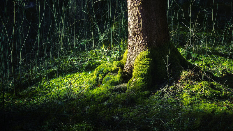 Sunlight on mossy forest roots