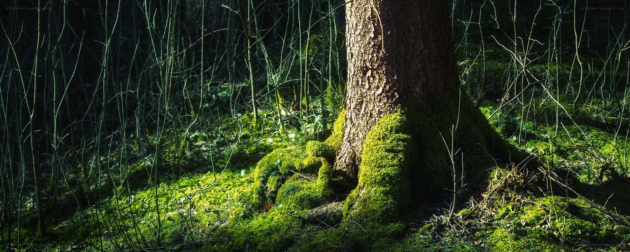 Sunlight on mossy forest tree
