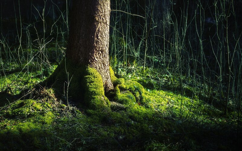 Sunlight on mossy forest tree