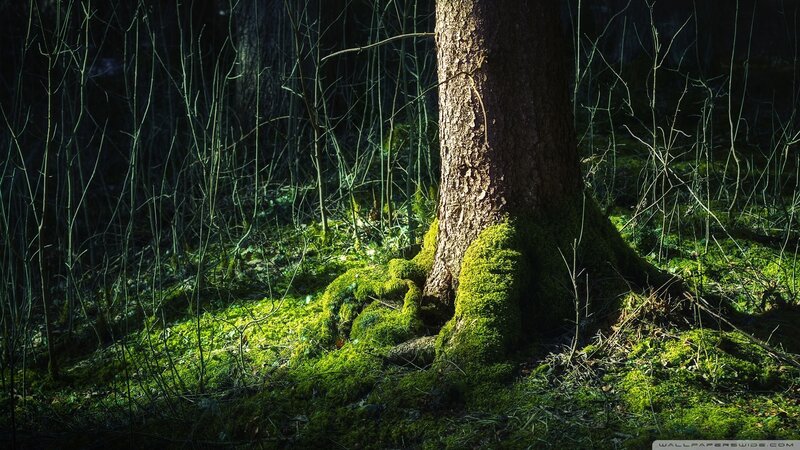 Sunlight on mossy forest tree