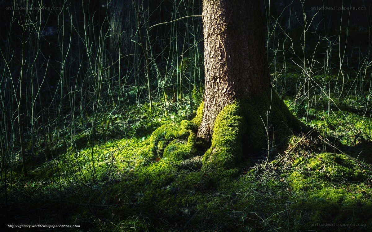Sunlight on mossy forest tree