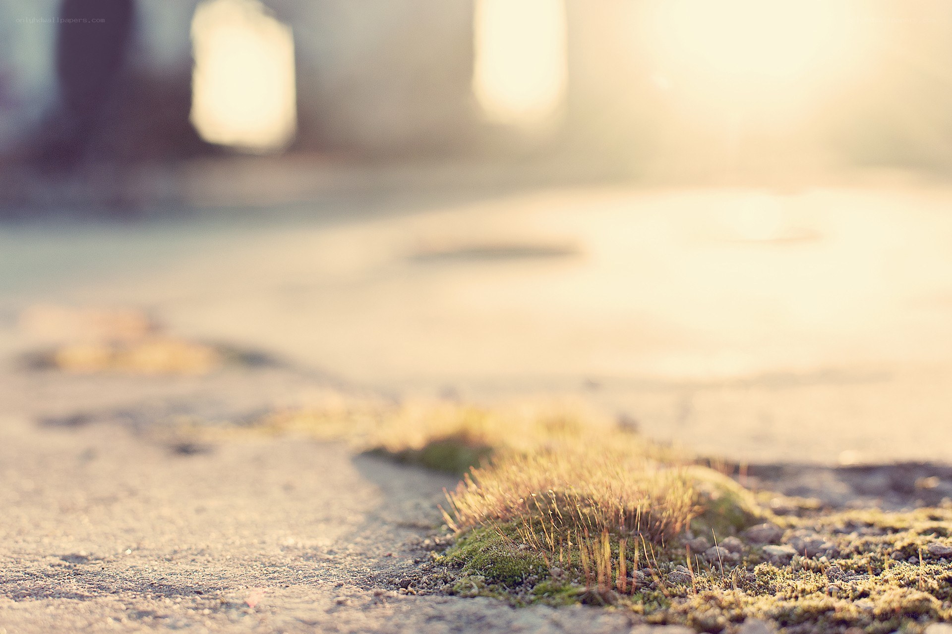 Sunlight on mossy pavement