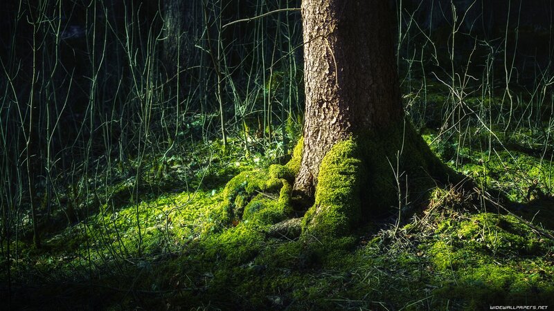 Sunlight on mossy tree trunk