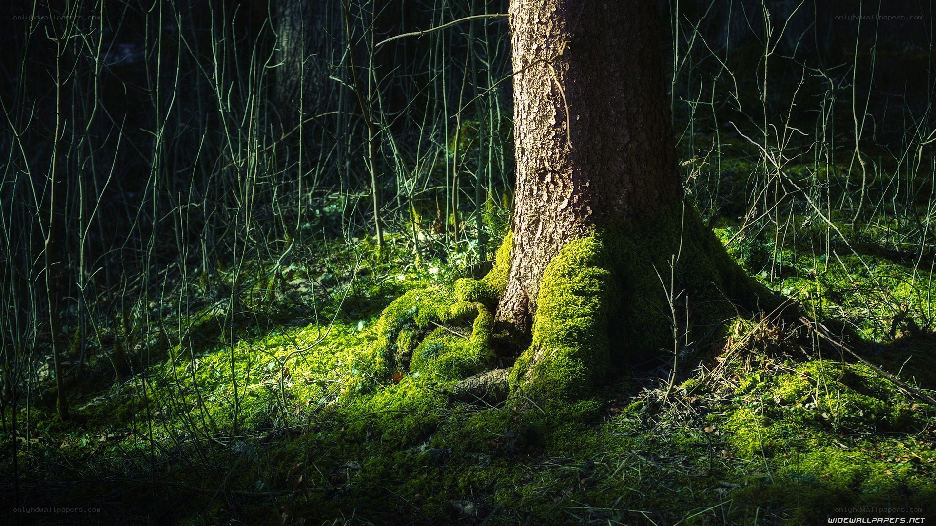 Sunlight on mossy tree trunk