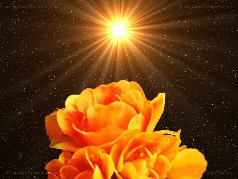 Sunlight on orange roses