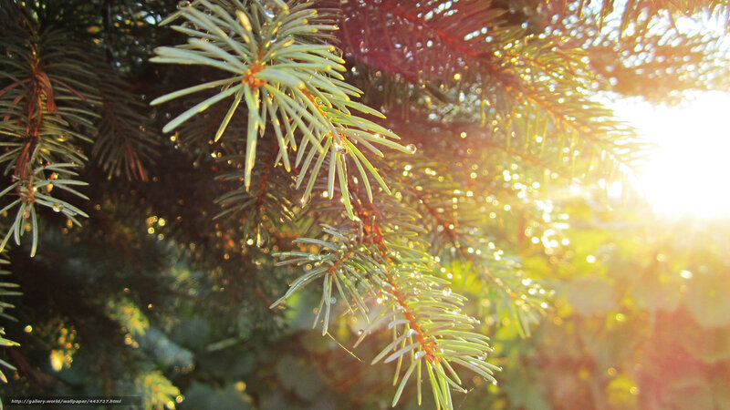 Sunlight on pine branches