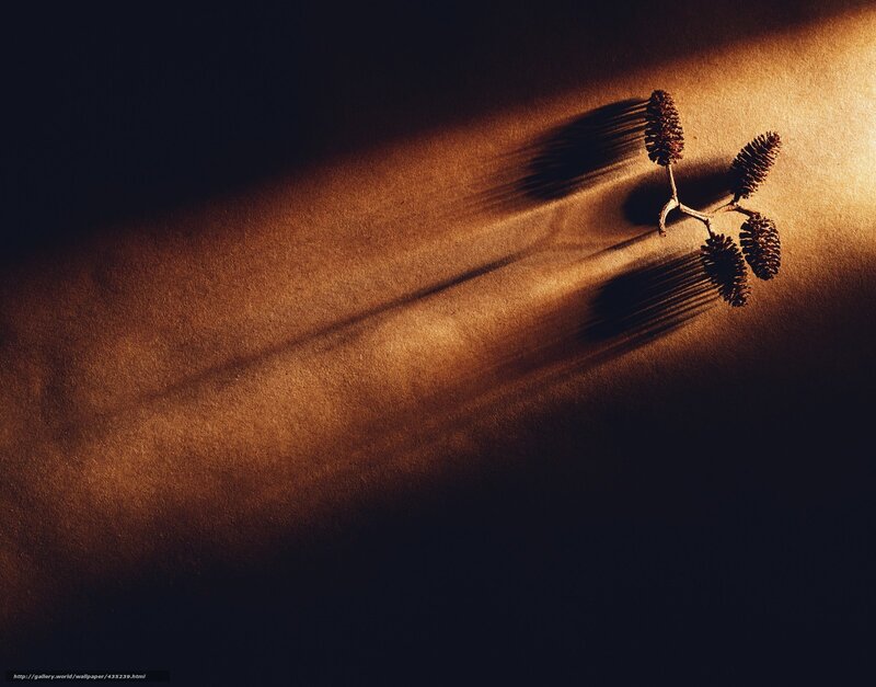 Sunlight on pine cones