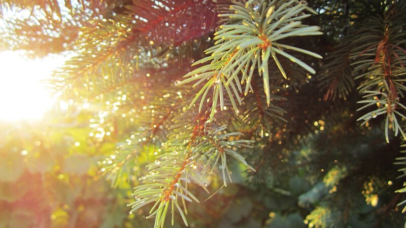 Sunlight on pine needles
