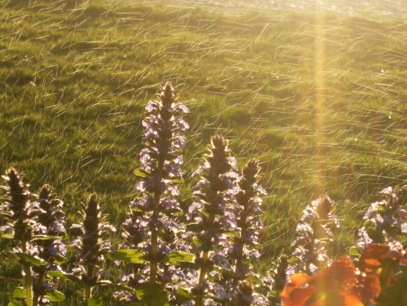 Sunlight on purple flowers