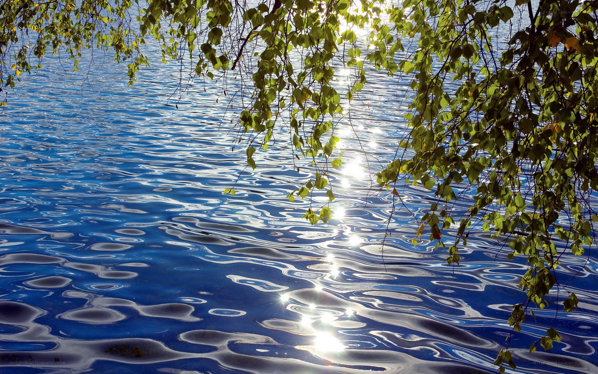Sunlight on rippling water
